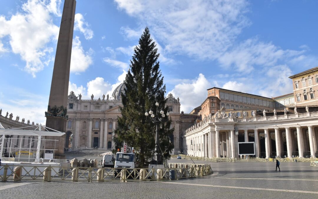 Piazza San Pietro, tutto pronto per l’installazione dell’albero di Natale: un abete bianco alto 27 metri