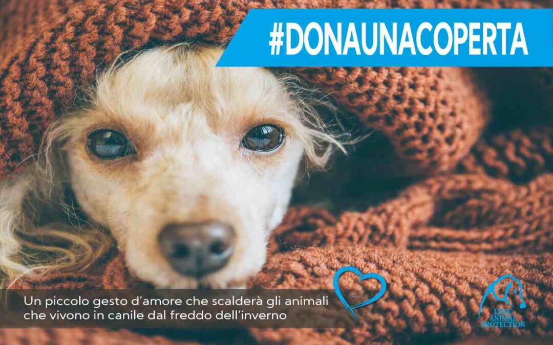 Anche a Ostia, parte la campagna “Dona una coperta al canile più vicino”