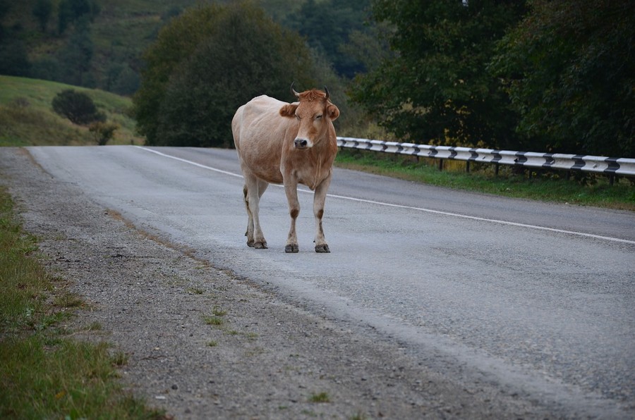 Parco dei Monti Lucretili, un Piano per arginare il fenomeno delle vacche e cavalli inselvatichiti