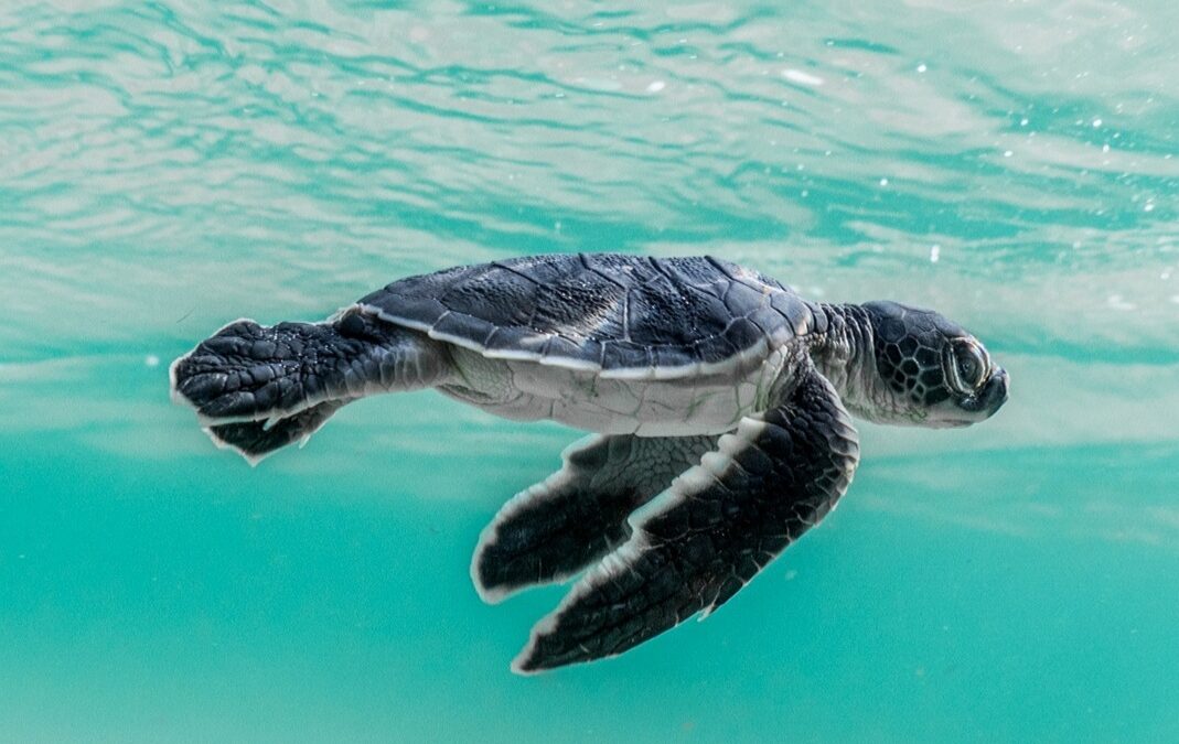 Pomezia, domani verrà issata la bandiera Comune Amico delle Tartarughe Marine