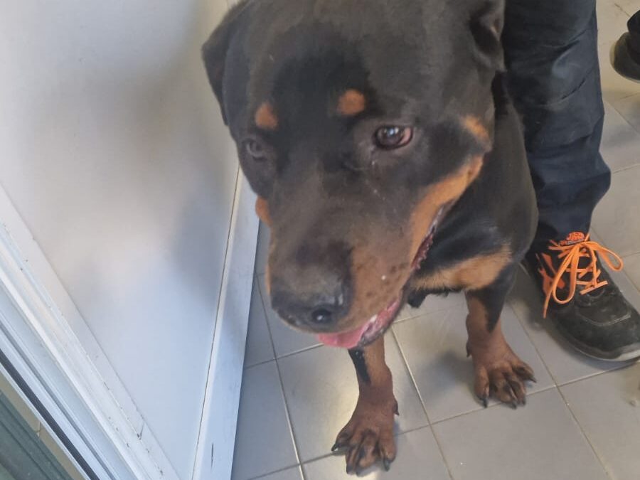 Rottweiler abbandonata, Prestipino: “Grazie a Carabinieri e cittadini per averla salvata”