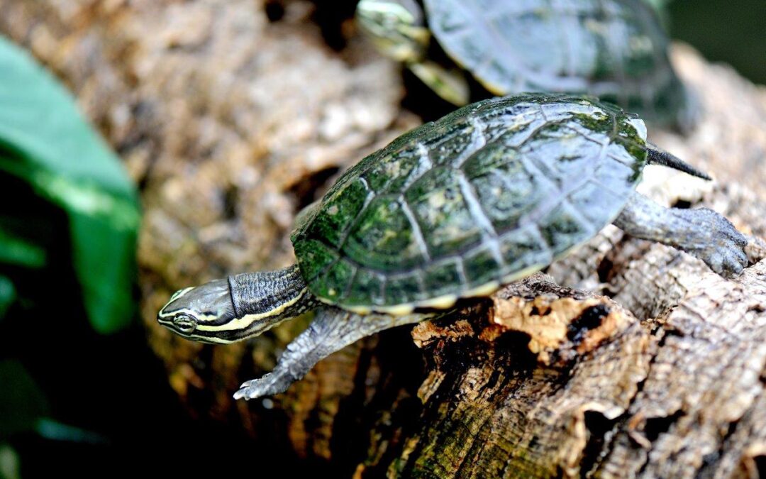 Bioparco: domenica 15 settembre giornata sulle specie minacciate del Vietnam