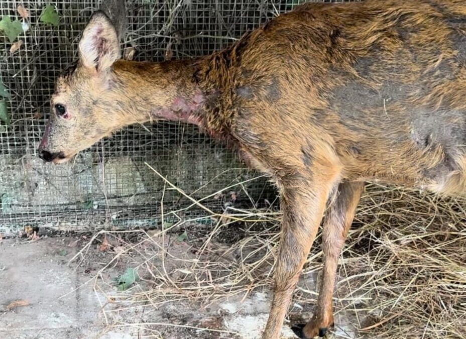 Mentana, capriolo in fuga dai lupi si rifugia in una villa ma viene aggredito e ferito dai cani