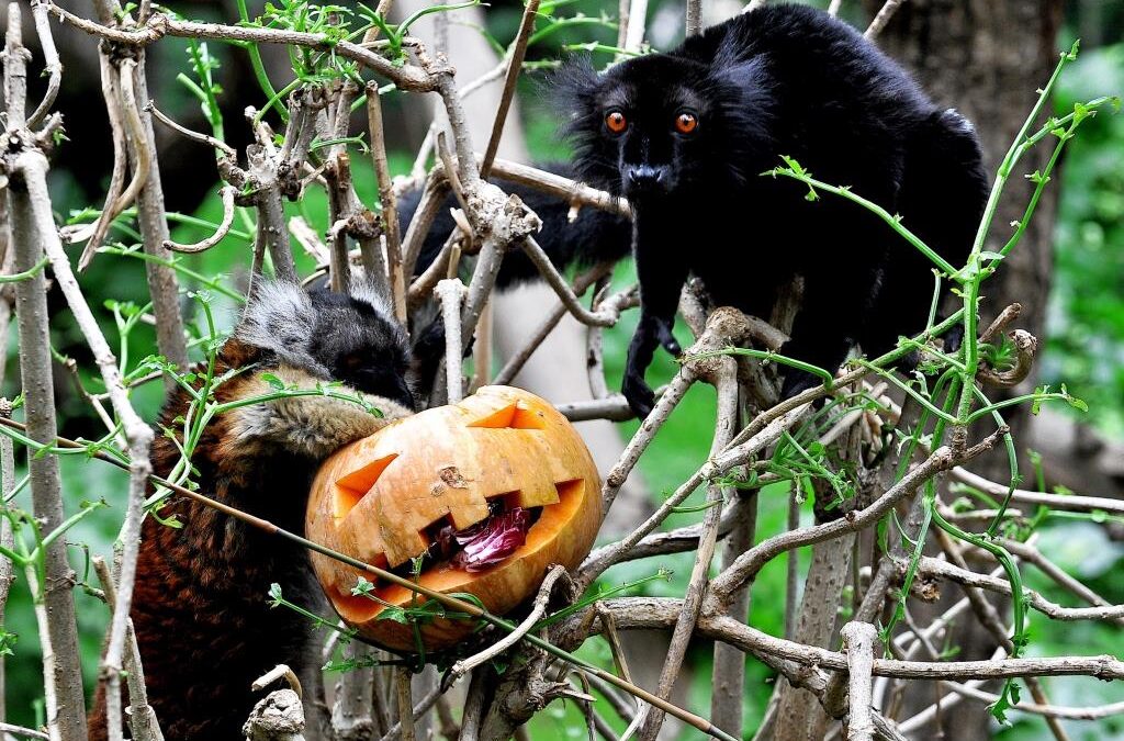 Domenica 27 ottobre al Bioparco ‘incontri di natura’ e zucche agli animali per Halloween