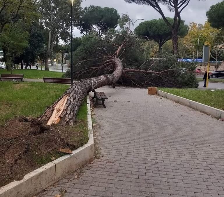 Tor Marancia: pino secolare crolla in piazza dei Navigatori, le operazioni di rimozione